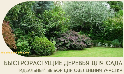 Быстрорастущие деревья для сада идеальный выбор в Златоусте