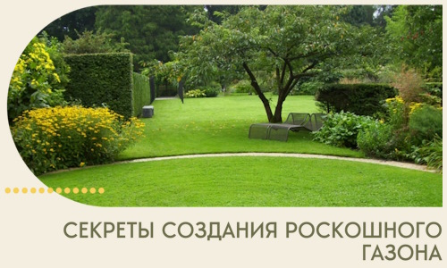 Секреты создания роскошного газона в Златоусте